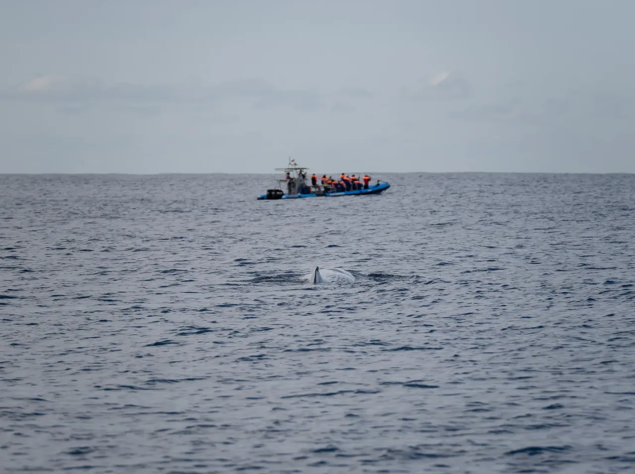 Un capodoglio in superficie vicino a una barca di whale watching al largo di São Miguel