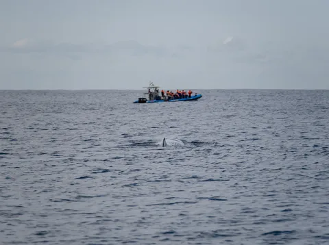 Un capodoglio in superficie vicino a una barca di whale watching al largo di São Miguel