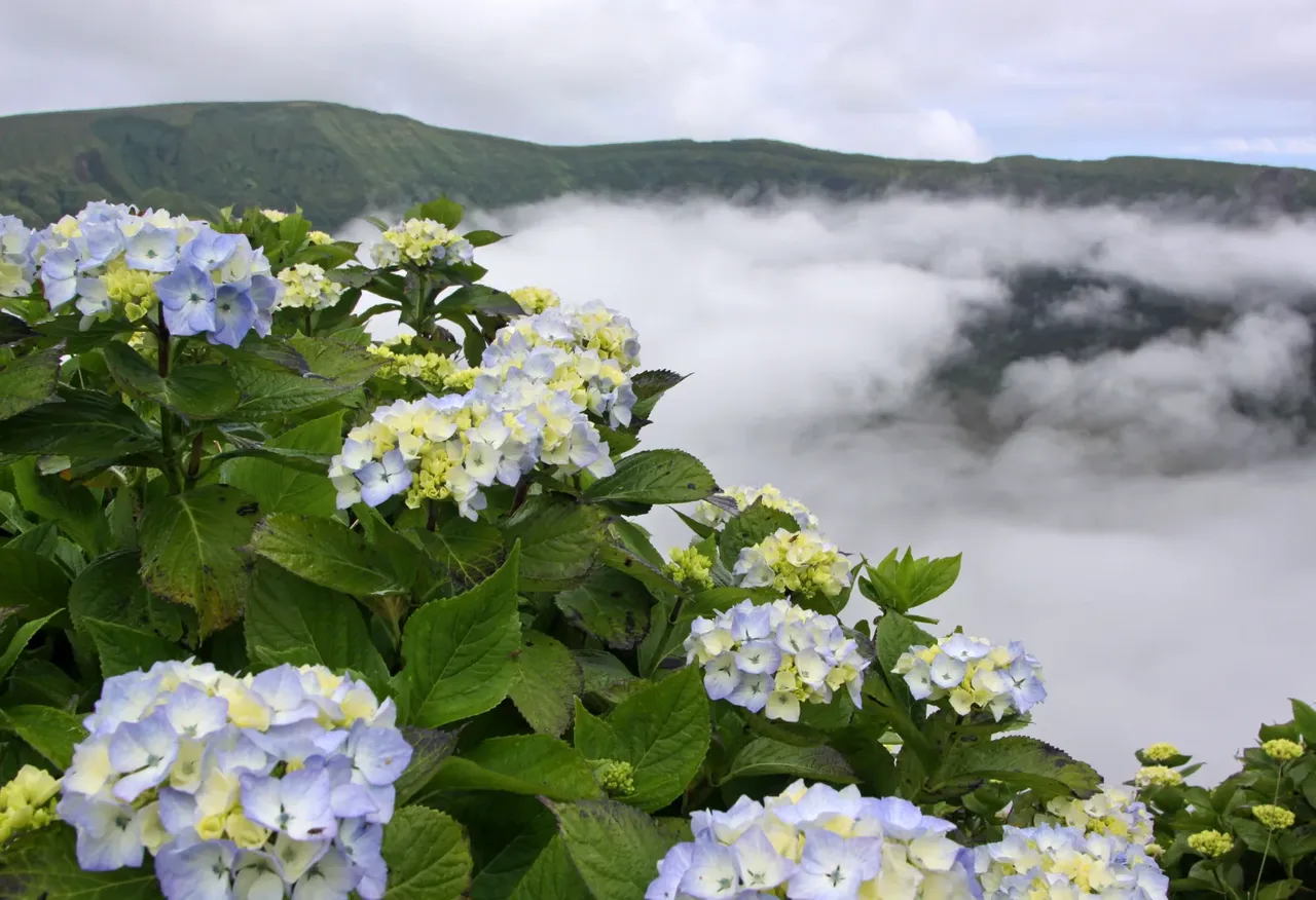 Hortensias de color azul pálido en flor en el borde de la Caldeira de Faial, con nubes llenando el cráter al fondo