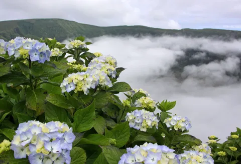 Pale blue hydrangeas in bloom on the rim of Faial's Caldeira, with cloud filling the crater beyond