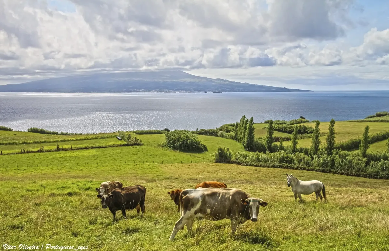 Faial and Pico islands rising across the strait, seen from the coast.