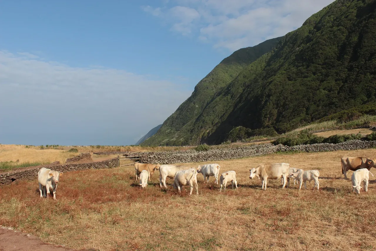 Rinder weiden oberhalb der Küste von Fajã dos Cubres auf São Jorge.
