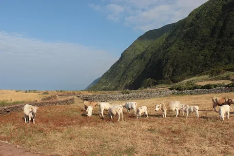Cattle grazing above the Fajã dos Cubres coastline on São Jorge.