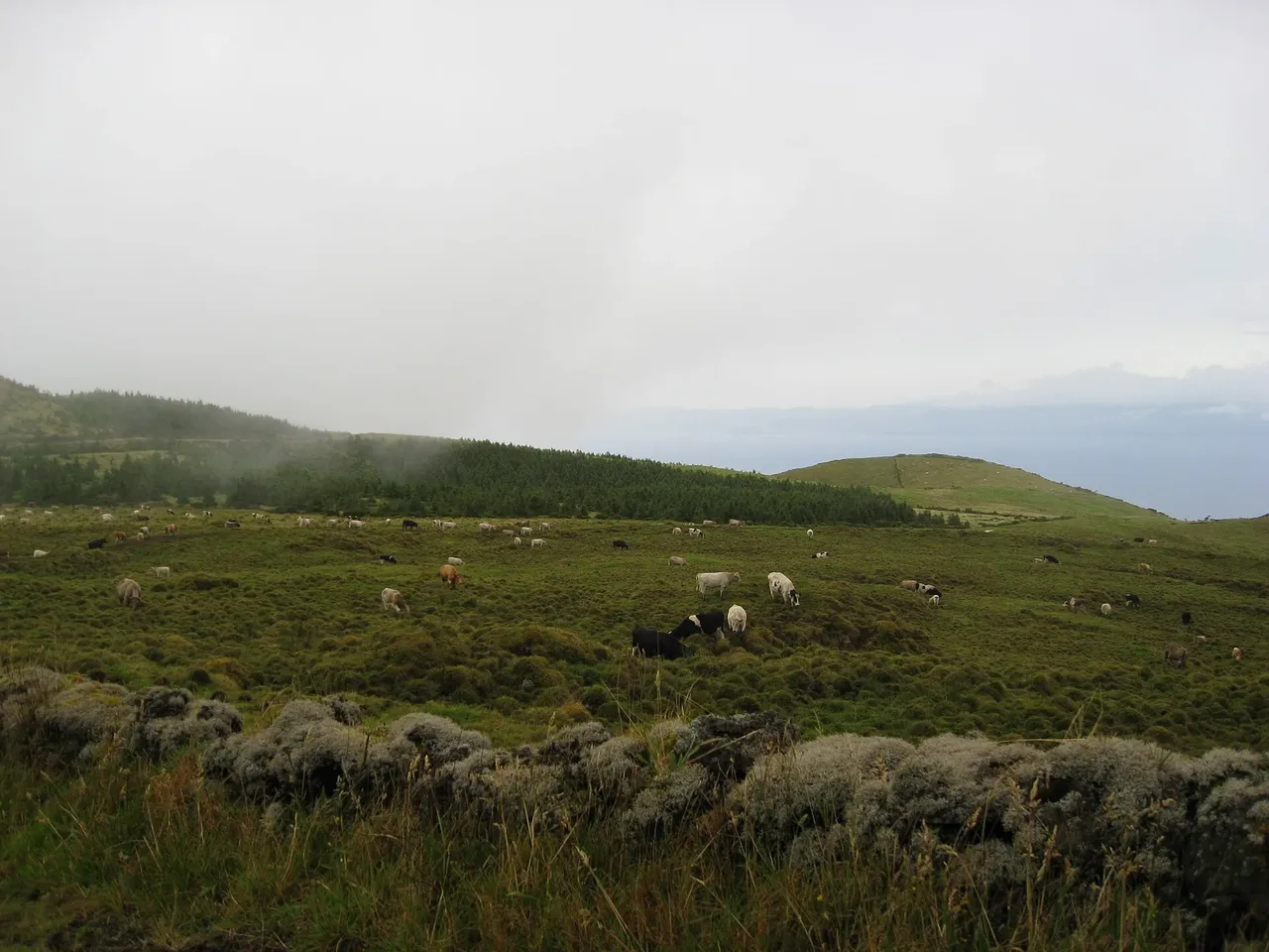 Cattle grazing in Pico's volcanic highlands.