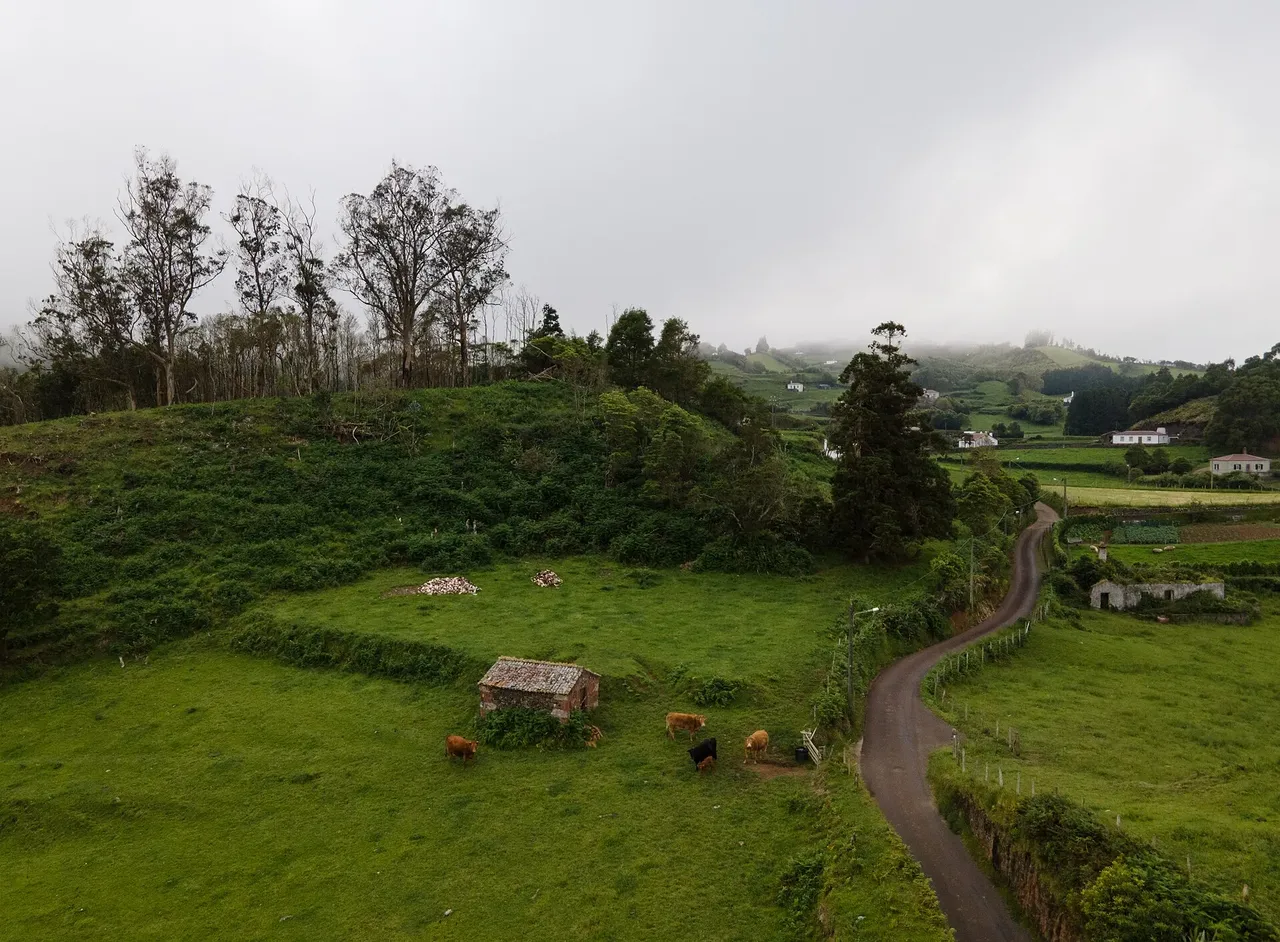 Cattle grazing in the fields around Santo Espírito, Santa Maria.