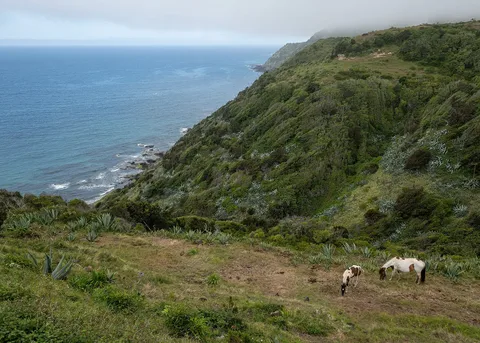 Horses grazing near the Macela viewpoint on Santa Maria's coast.