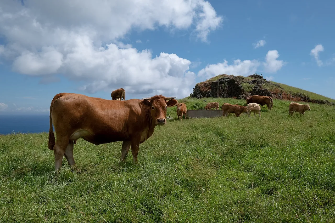 Rinder weiden auf einem Feld über dem Ozean, Santa Maria.