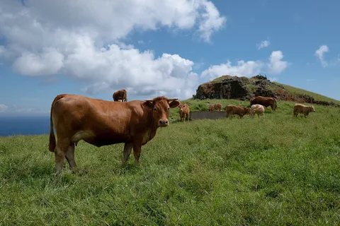 Cattle grazing on a field above the ocean, Santa Maria.