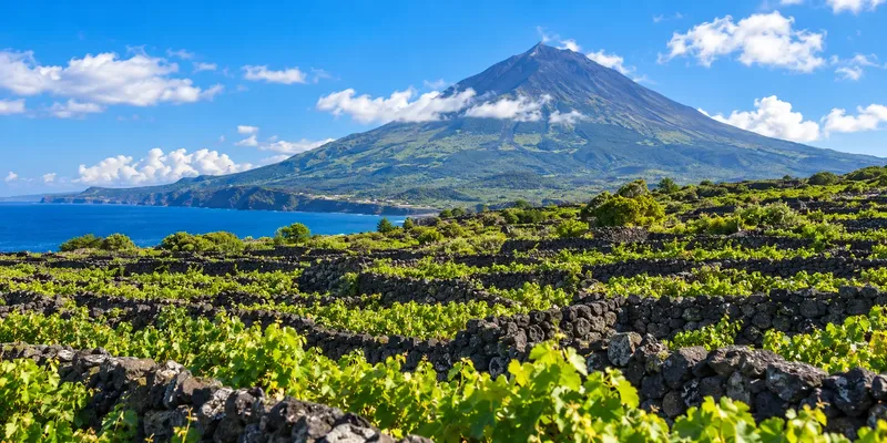 Mount Pico above its stone-walled vineyards