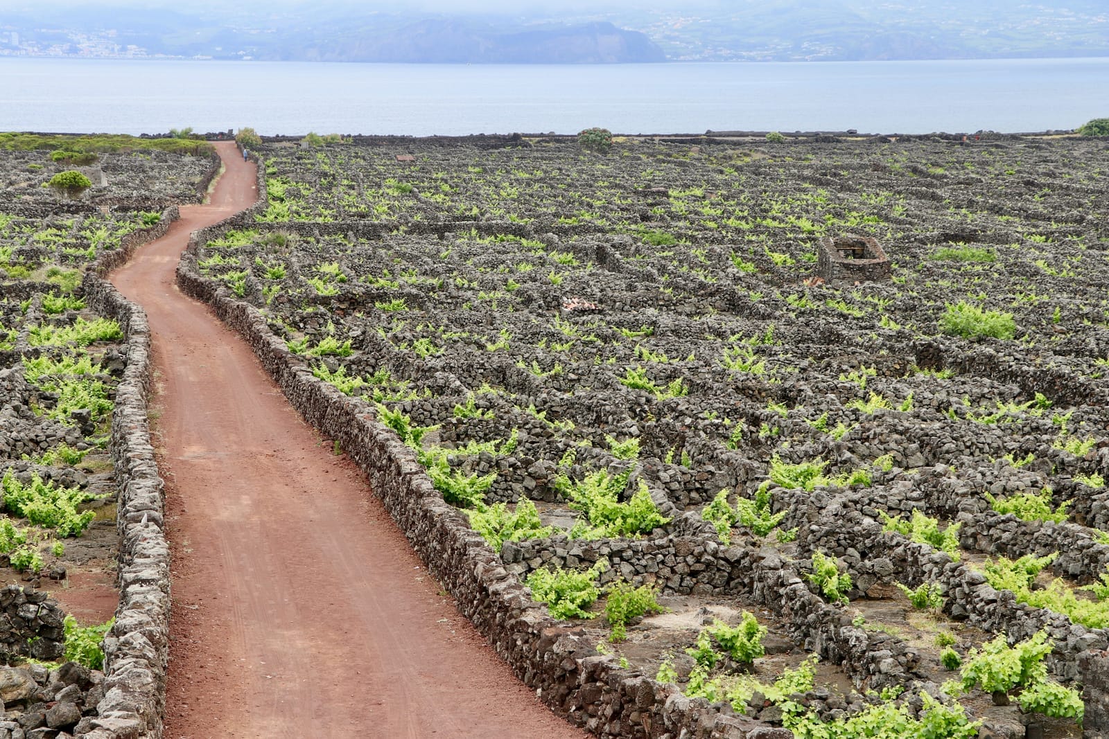 Parcelles de vignes closes de murets sur le Pico